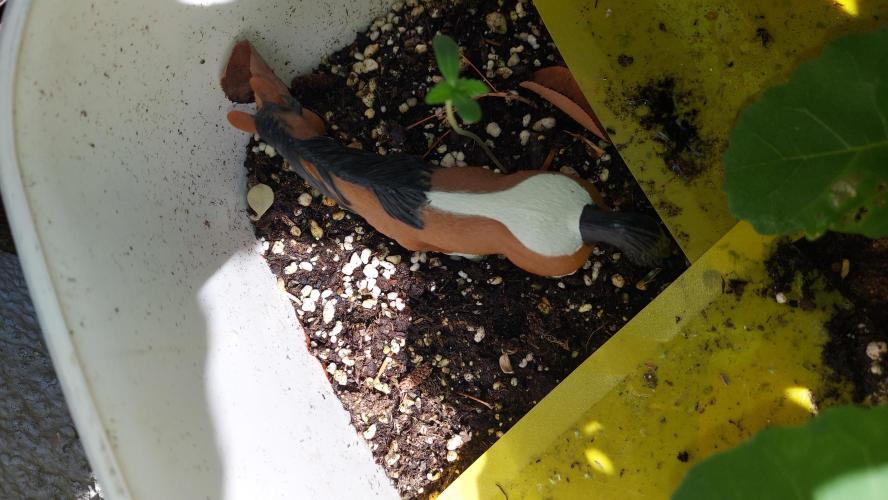 plante figue biotabs outdor. Week 7