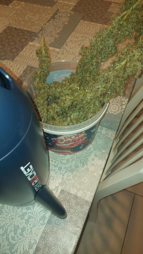 SPIRIT MAC 1 ( 2 ème plante ). Week 14