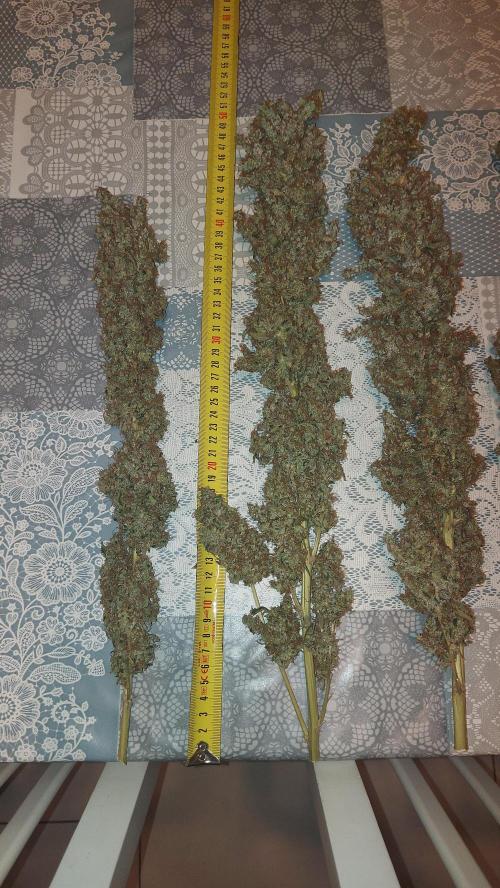 SPIRIT MAC 1 ( 2 ème plante ). Week 14