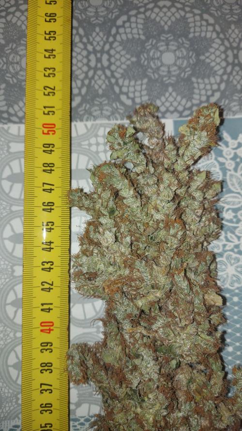 SPIRIT MAC 1 ( 2 ème plante ). Week 14