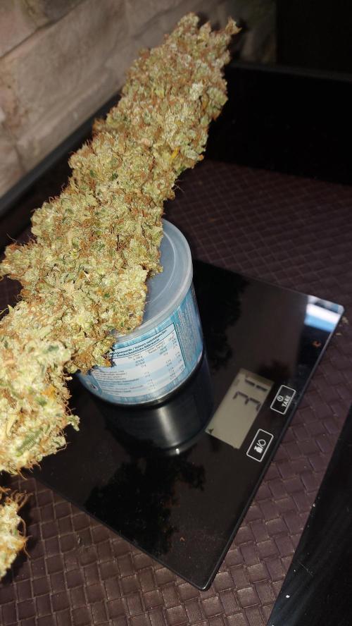 SPIRIT MAC 1 ( 2 ème plante ). Week 14