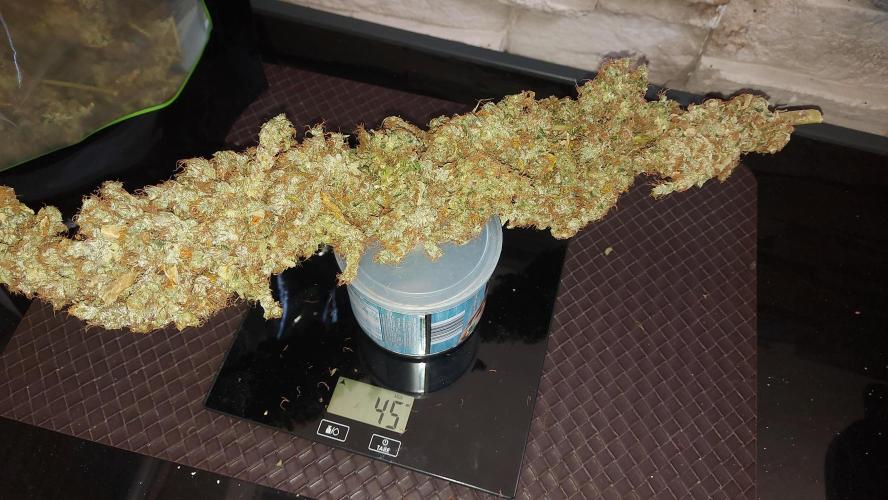 SPIRIT MAC 1 ( 2 ème plante ). Week 14