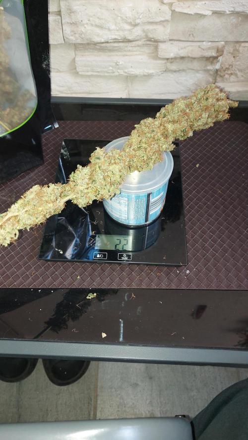 SPIRIT MAC 1 ( 2 ème plante ). Week 14