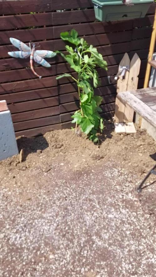 plante figue biotabs outdor