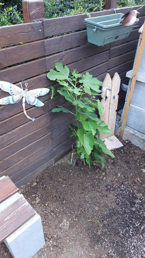 plante figue biotabs outdor. Week 8