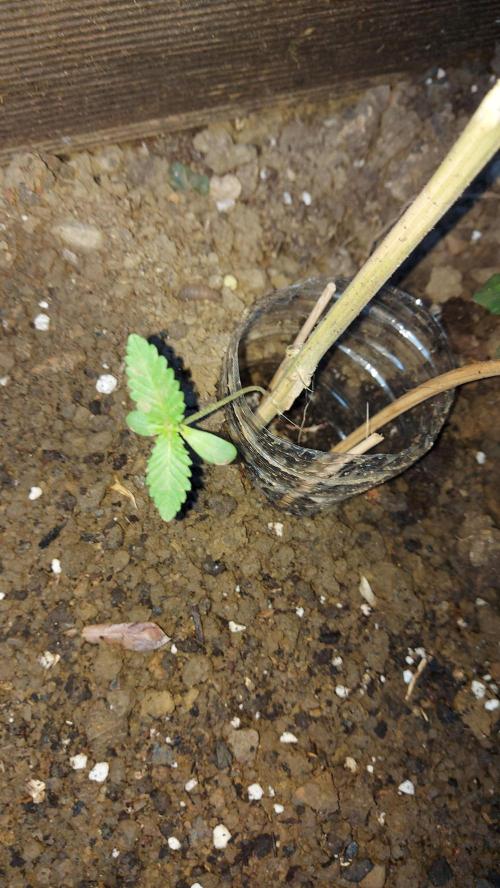 plante figue biotabs outdor. Week 8