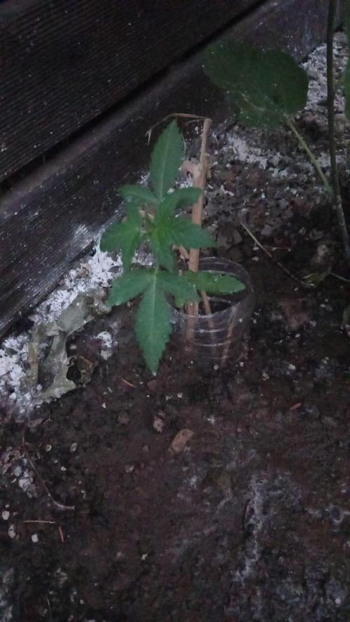Frostbanger Auto. Week 4