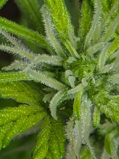 outdoor exp frostbanger 3 ème génération. Week 7
