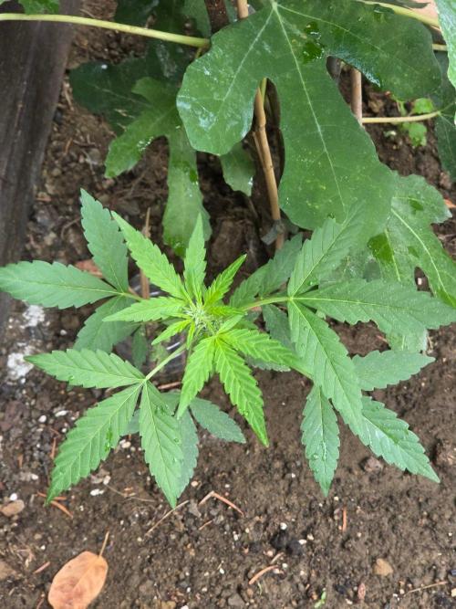 outdoor exp frostbanger 3 ème génération. Week 7