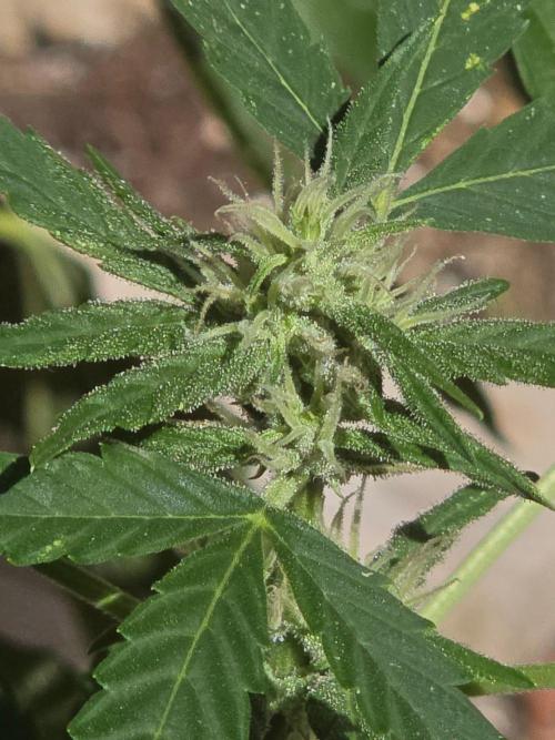 outdoor exp frostbanger 3 ème génération. Week 8