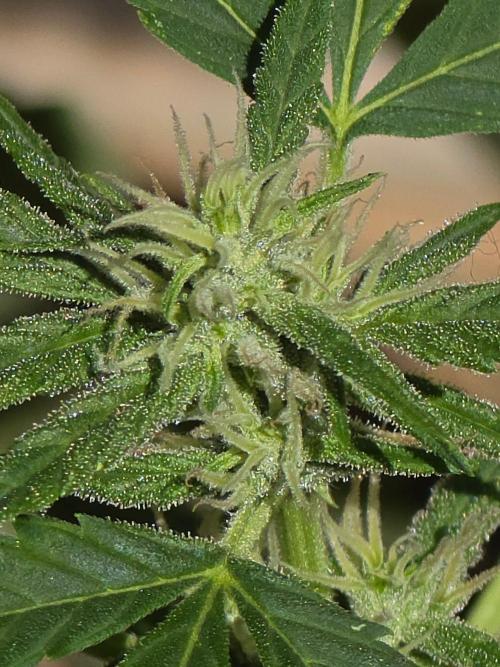 outdoor exp frostbanger 3 ème génération. Week 8