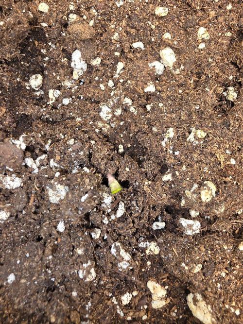 (EN) HOKUZAN WORLD BREEDERS BIOTABS. Week 0