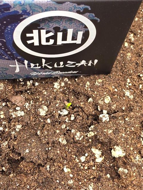 (EN) HOKUZAN WORLD BREEDERS BIOTABS. Week 0