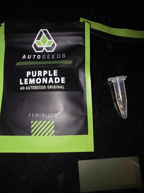 PURPLE LEMONADE AUTOSEEDS. Week 0