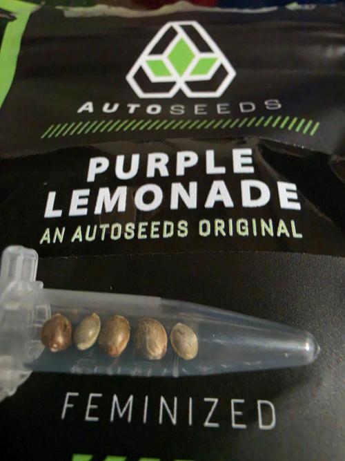 PURPLE LEMONADE AUTOSEEDS. Week 0