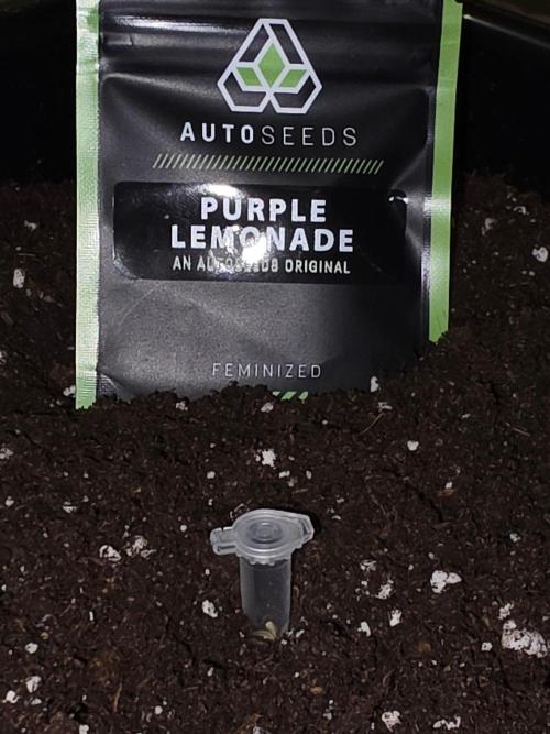 PURPLE LEMONADE AUTOSEEDS. Week 0