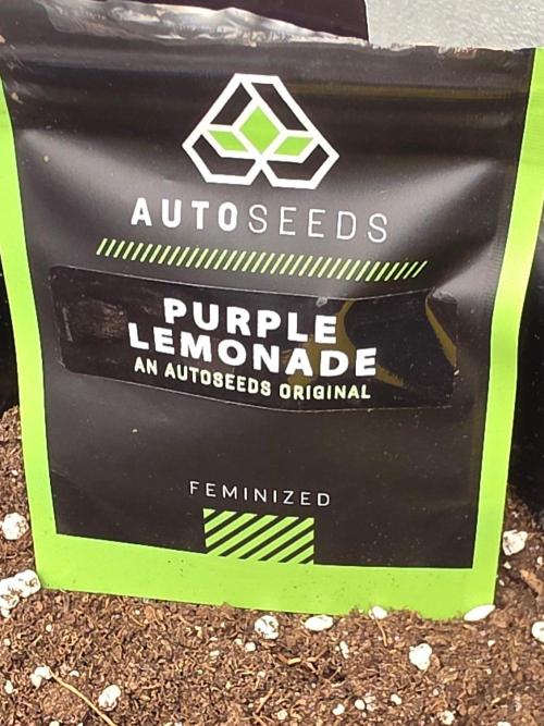 PURPLE LEMONADE AUTOSEEDS. Week 0