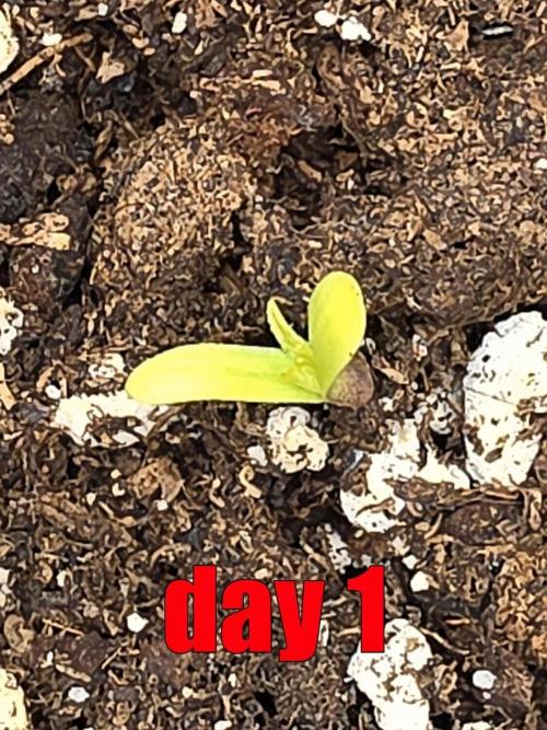 PURPLE LEMONADE AUTOSEEDS. Week 0