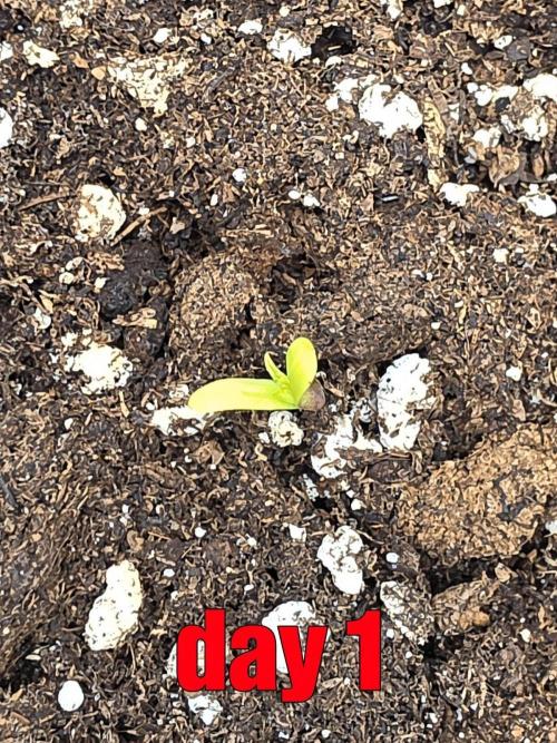 PURPLE LEMONADE AUTOSEEDS. Week 0