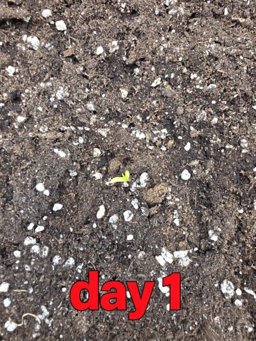 PURPLE LEMONADE AUTOSEEDS. Week 0