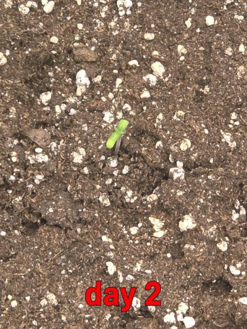 PURPLE LEMONADE AUTOSEEDS. Week 0