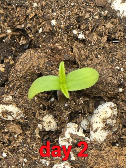 PURPLE LEMONADE AUTOSEEDS. Week 0