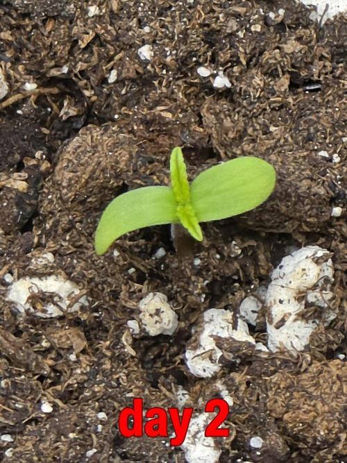 PURPLE LEMONADE AUTOSEEDS. Week 0