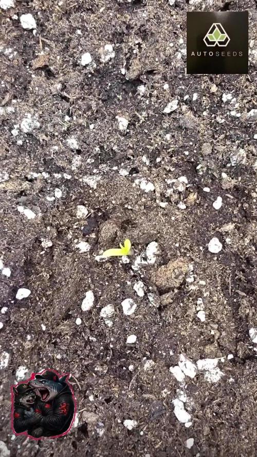 PURPLE LEMONADE AUTOSEEDS