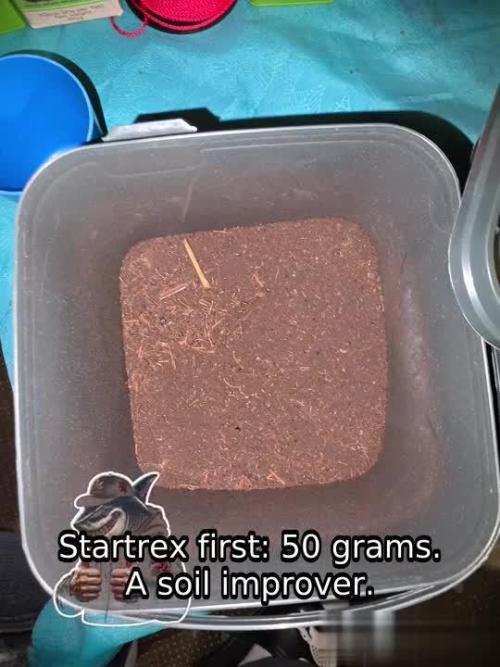 TRAINWRECK AUTO SEEDS