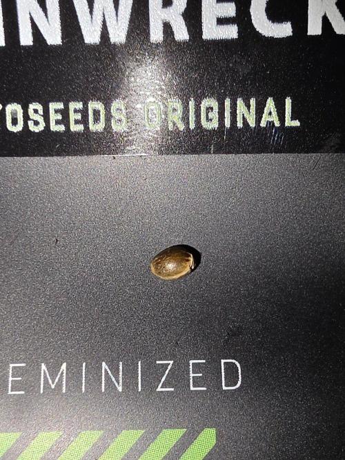 TRAINWRECK AUTO SEEDS. Week 0