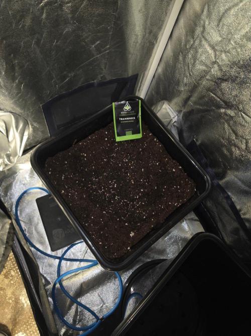 TRAINWRECK AUTO SEEDS. Week 0