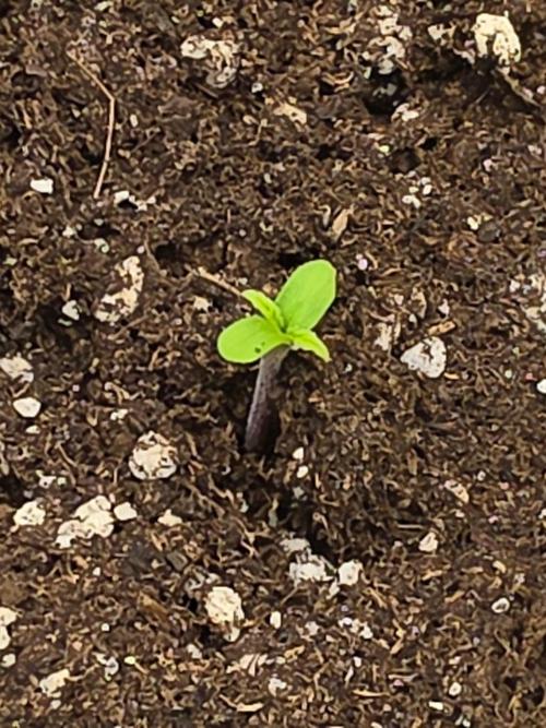 TRAINWRECK AUTO SEEDS. Week 0