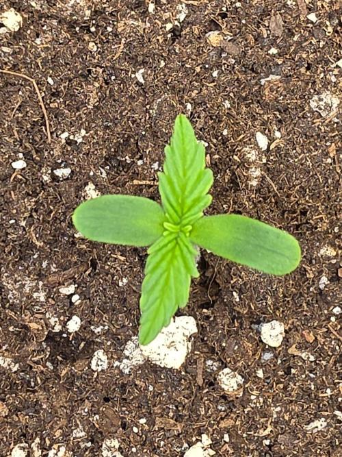 TRAINWRECK AUTO SEEDS. Week 0