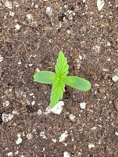 TRAINWRECK AUTO SEEDS. Week 0