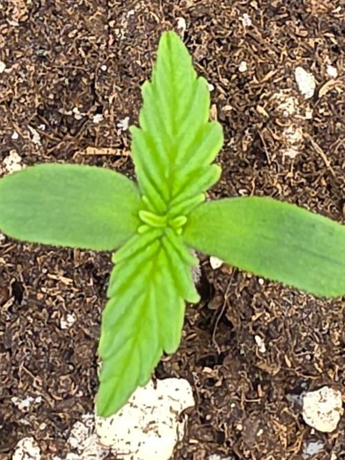 TRAINWRECK AUTO SEEDS. Week 0