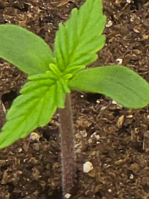 TRAINWRECK AUTO SEEDS. Week 0