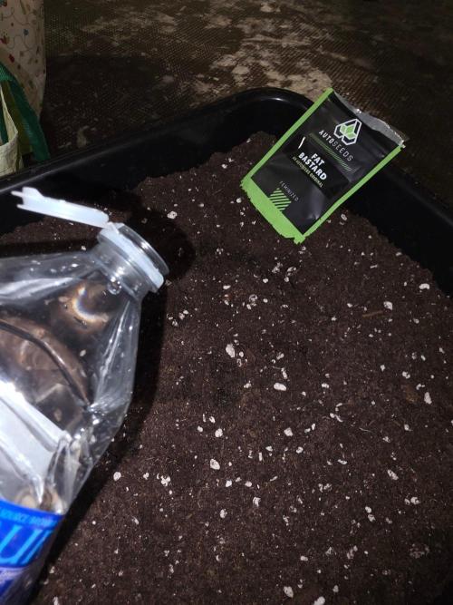FAT BASTARD AUTO SEEDS  TRUMP. Week 0