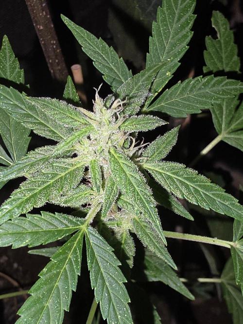 outdoor exp frostbanger 3 ème génération. Week 9