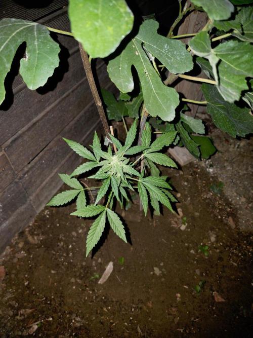 outdoor exp frostbanger 3 ème génération. Week 9