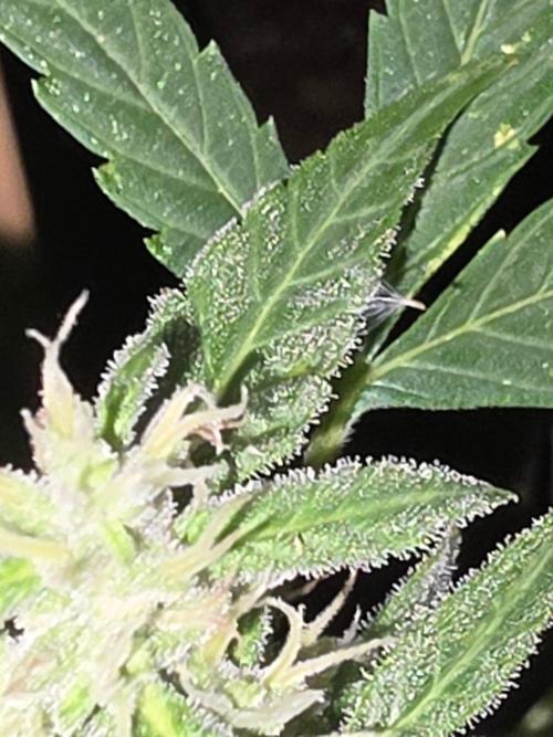 outdoor exp frostbanger 3 ème génération. Week 9