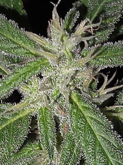 outdoor exp frostbanger 3 ème génération. Week 9