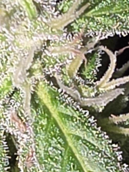 outdoor exp frostbanger 3 ème génération. Week 9