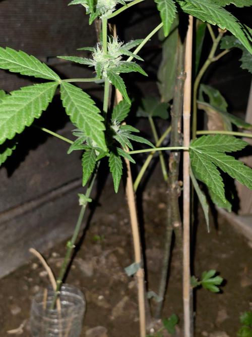 outdoor exp frostbanger 3 ème génération. Week 9
