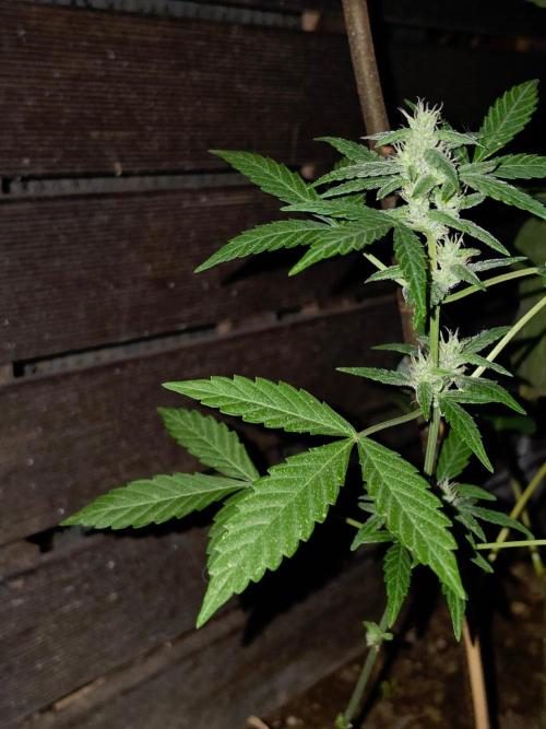 outdoor exp frostbanger 3 ème génération. Week 9
