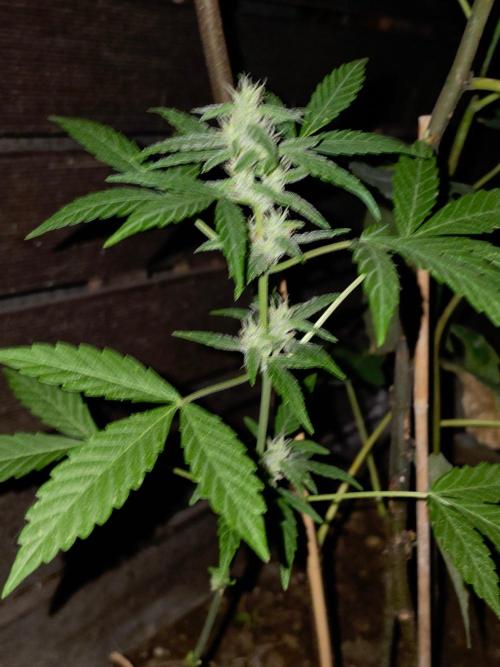 outdoor exp frostbanger 3 ème génération. Week 9