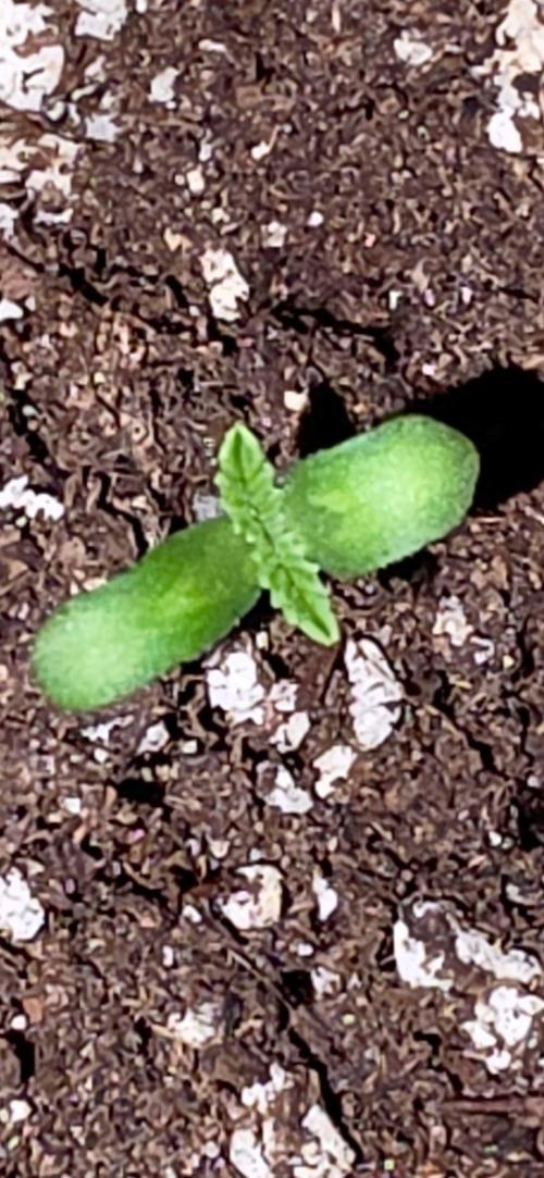 (EN) HOKUZAN WORLD BREEDERS BIOTABS. Week 1