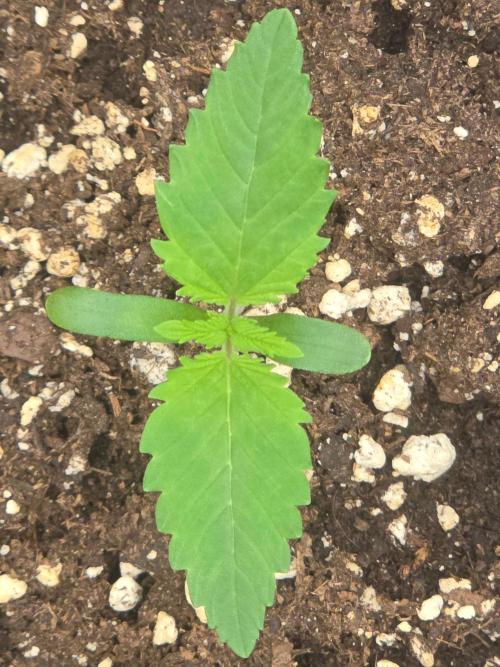 (EN) HOKUZAN WORLD BREEDERS BIOTABS. Week 1