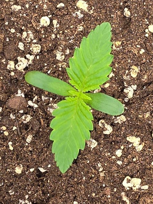 (EN) HOKUZAN WORLD BREEDERS BIOTABS. Week 1