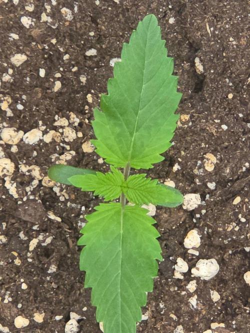 (EN) HOKUZAN WORLD BREEDERS BIOTABS. Week 1