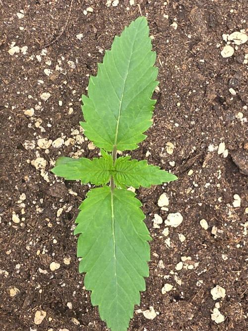 (EN) HOKUZAN WORLD BREEDERS BIOTABS. Week 1